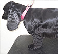 Doodles Dog Grooming in Blackpool