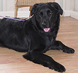 Doodles Dog Grooming in Blackpool