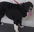 Doodles Dog Grooming in Blackpool