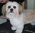 Doodles Dog Grooming in Blackpool