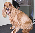 Doodles Dog Grooming in Blackpool