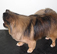 Doodles Dog Grooming in Blackpool