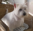 Doodles Dog Grooming in Blackpool