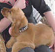 Doodles Dog Grooming in Blackpool