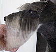 Doodles Dog Grooming in Blackpool
