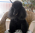 Doodles Dog Grooming in Blackpool