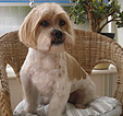 Doodles Dog Grooming in Blackpool