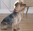 Doodles Dog Grooming in Blackpool