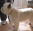 Doodles Dog Grooming in Blackpool