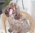Doodles Dog Grooming in Blackpool
