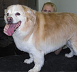 Doodles Dog Grooming in Blackpool