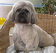 Doodles Dog Grooming in Blackpool